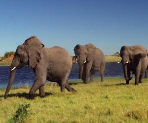 Puzzle Ελέφαντες περπάτημα